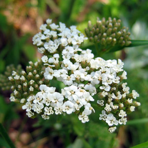 Wild flower in Yellowstone National Park 黃石國家公園裡的野生花卉