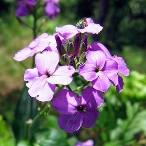 Wild flower in Yellowstone National Park 黃石國家公園裡的野生花卉