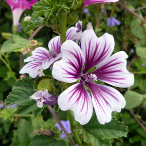 High mallow (Malva sylvestris ) 錦葵   Native Range: Europe (原產地在歐洲地區) Bloom time: Late spring to fall (開花時間從晚春至秋季) Bloom description: Violet and white (紫白色)  Sun: Full sun (全日照) Height: 1 to 3 feet. (植株高度在1至3英尺)