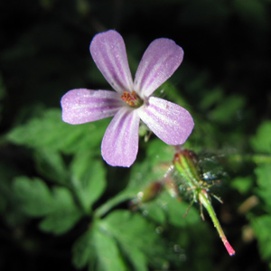 Wild flower in Oregon