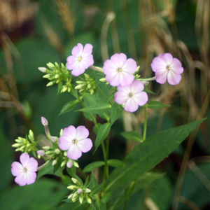 Wild flowers in Turkey Run State Park