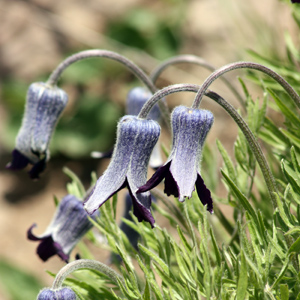 Sugarbowl (Clematis hirsutissima) 多毛鐵線蓮   Bloom time: April to July (開花時間: 4-7月) Bloom description: Purple, hairy 紫色/多毛 Height: 0.3 to 0.6m (高度0.3-0.6米)   Photo: In Yellowstone National Park 黃石國家公園裡的野生花卉