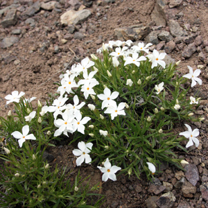 Wild flower in Yellowstone National Park 黃石國家公園裡的野生花卉