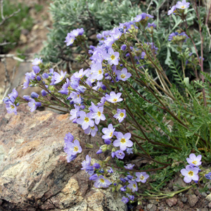 Wild flower in Yellowstone National Park 黃石國家公園裡的野生花卉