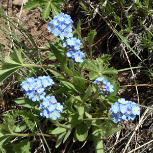 Wild flower in Yellowstone National Park 黃石國家公園裡的野生花卉