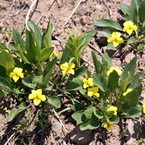 Wild flower in Yellowstone National Park 黃石國家公園裡的野生花卉