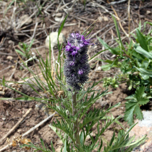 Wild flower in Yellowstone National Park 黃石國家公園裡的野生花卉