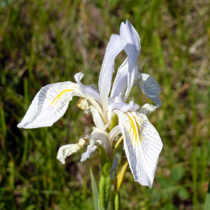 Wild Iris 野生鳶尾花