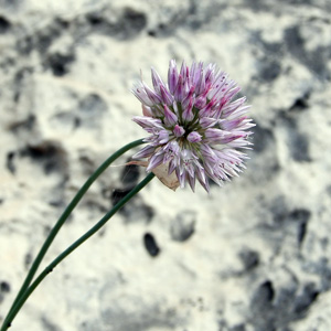 Wild Onion Flower 野蔥花 (France法國）