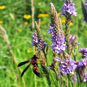 Blue Vervain (Verbena hastata) 馬鞭草