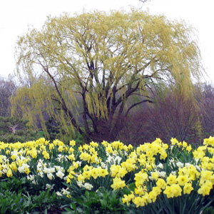 • An willow tree in the wind 風中的柳樹