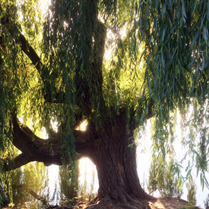 Old willow tree