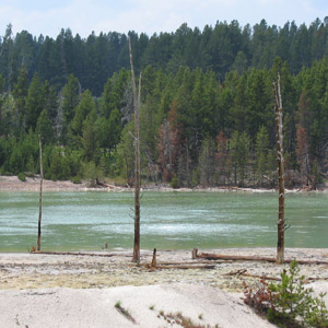 Unique dead trees in Yellowstone National Park 黃石國家公園中獨特的枯木