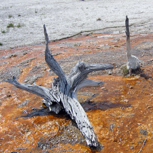 Unique dead trees in Yellowstone National Park 黃石國家公園中獨特的枯木