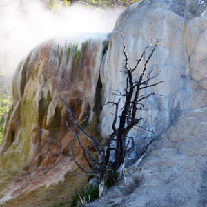 Unique dead trees in Yellowstone National Park 黃石國家公園中獨特的枯木