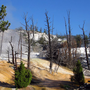 Unique dead trees in Yellowstone National Park 黃石國家公園中獨特的枯木