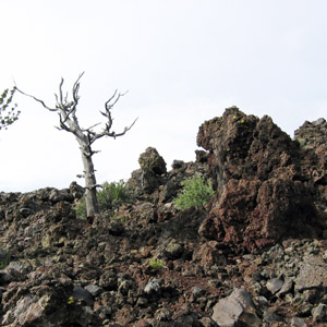 Unique dead trees in Yellowstone National Park 黃石國家公園中獨特的枯木