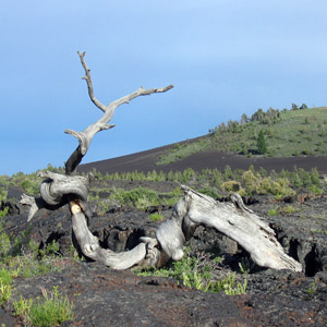 Unique dead trees in Yellowstone National Park 黃石國家公園中獨特的枯木