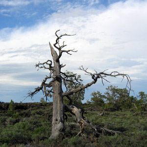 Unique dead trees in Yellowstone National Park 黃石國家公園中獨特的枯木