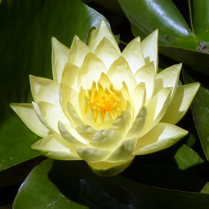 blooming yellow water lily