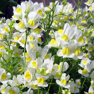 Bluewings (Torenia fournieri) 夏Bluewings (Torenia fournieri) 夏堇