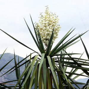 Yucca 絲蘭 (Monaco摩納哥）