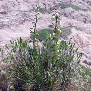 Soapweed yucca (Yucca glauca) 絲蘭 Native Range: Western USA (原產地在美國西部) Bloom time: May to July (開花時間: 5-7月) Bloom description: Light green, bell-shaped(淡綠色，鈴鐘狀) Height: 0.6 to 1 m (高度至0.6-1米) Common names (俗稱): Narrowleaf yucca, Plains yucca  Photo: From Badlands National Park, USA (拍攝於美國惡地國家公園)