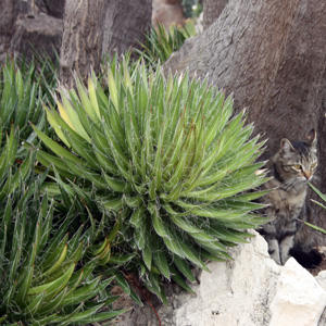 Yucca 絲蘭 (Monaco摩納哥）