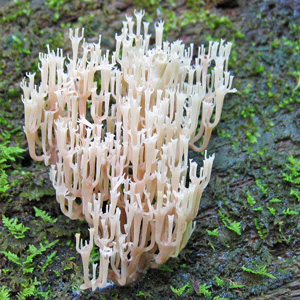 A candelabra fungus (枝狀燭台菌) in Wildcat Den, Iowa.