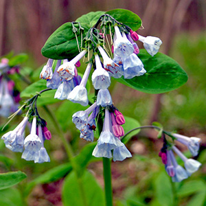 Virginia Bluebells (Mertensia virginica) 藍鈴花