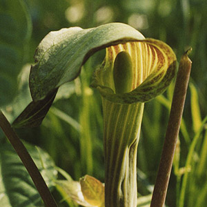 Jack in the pulpit (Arisaema triphyllum) 天南星 Native Range: Eastern North America (原產地在北美東部地區)  Bloom time: April to May (開花時間從4至5月) Bloom description: Green/purple (綠/紫)  Sun: Part shade to full shade (部份蔭涼/全蔭) Height: 1 to 2 feet (植株高度在1至2英尺) It is also called Indian-turnip.