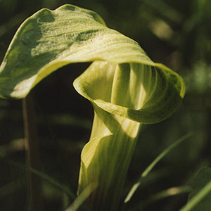 Jack in the pulpit (Arisaema triphyllum) 天南星 Native Range: Eastern North America (原產地在北美東部地區)  Bloom time: April to May (開花時間從4至5月) Bloom description: Green/purple (綠/紫)  Sun: Part shade to full shade (部份蔭涼/全蔭) Height: 1 to 2 feet (植株高度在1至2英尺) It is also called Indian-turnip.