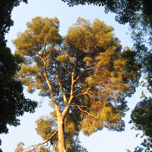 A tall tree catching the setting sun in Retiro Park, Madrid