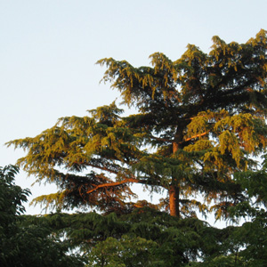 A tall tree catching the setting sun in Retiro Park, Madrid