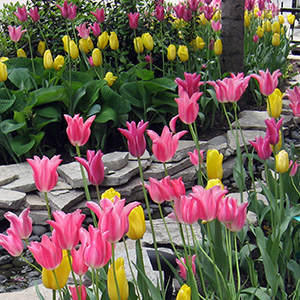 Tulips in Chicago's Downtown (2010)