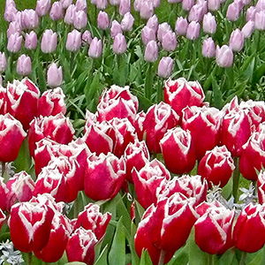 Masses of tulips in Keukenhof Gardens in the Netherlands (April, 2015).
