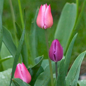 Tulips in Springfield, Illinois.