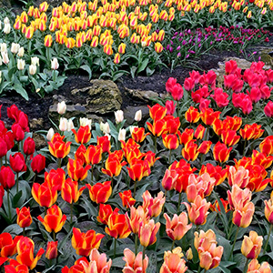 Masses of tulips in Keukenhof Gardens in the Netherlands (April, 2015).