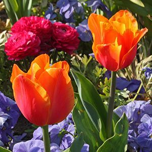 Orange Tulips in the Orangerie gardens in Strasbourg (April, 2015).