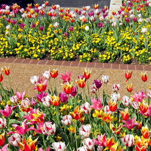 Tulip beds near the Linnean House in the Missouri Botanical Garden.