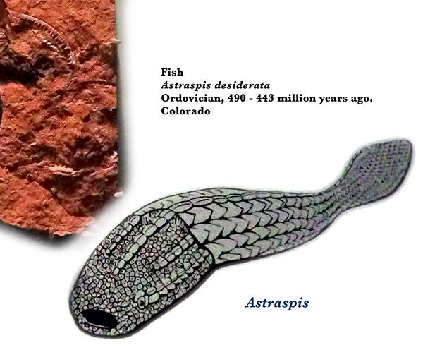 Cambrian sea bed