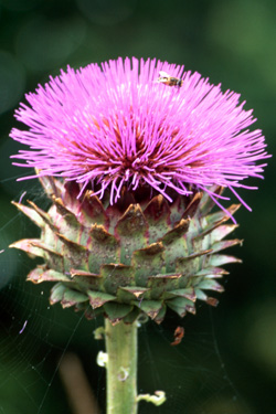 A thistle in Kew Gardens