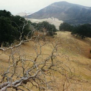 Trees on Ridge Trail