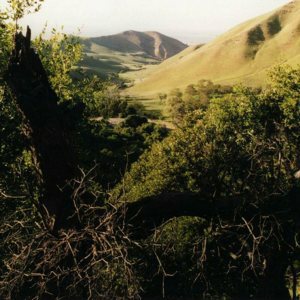 Trees on Ridge Trail