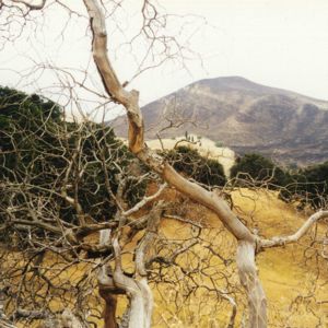 Trees on Ridge Trail