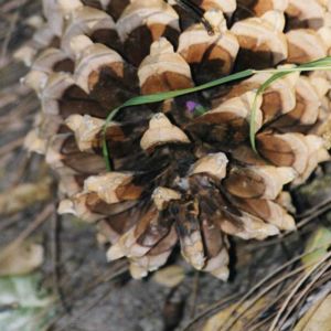 Buckeye Tree