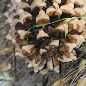 Buckeye Tree