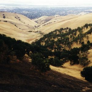 Trees on Ridge Trail