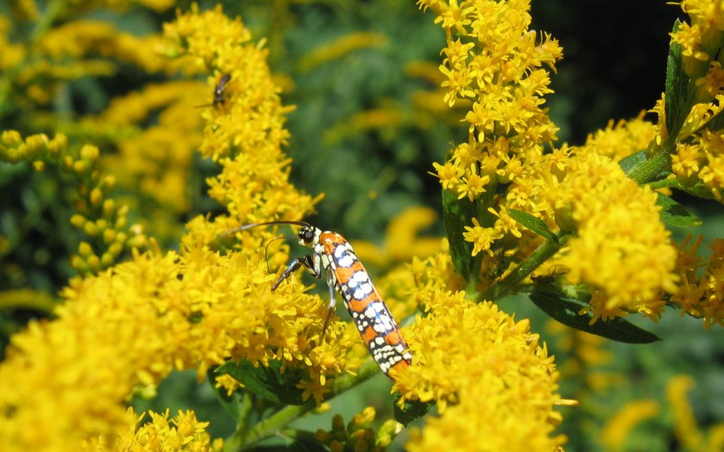 Great Looking Insect