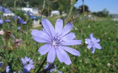 Flower in Hannibal